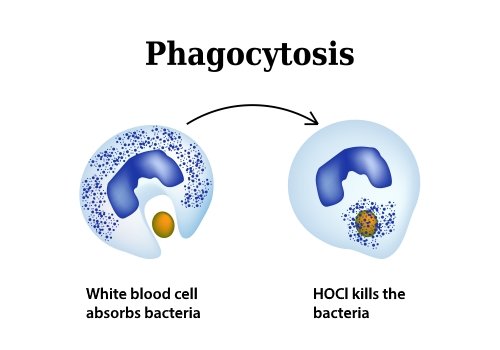 Physiology of Hypochlorous Acid
